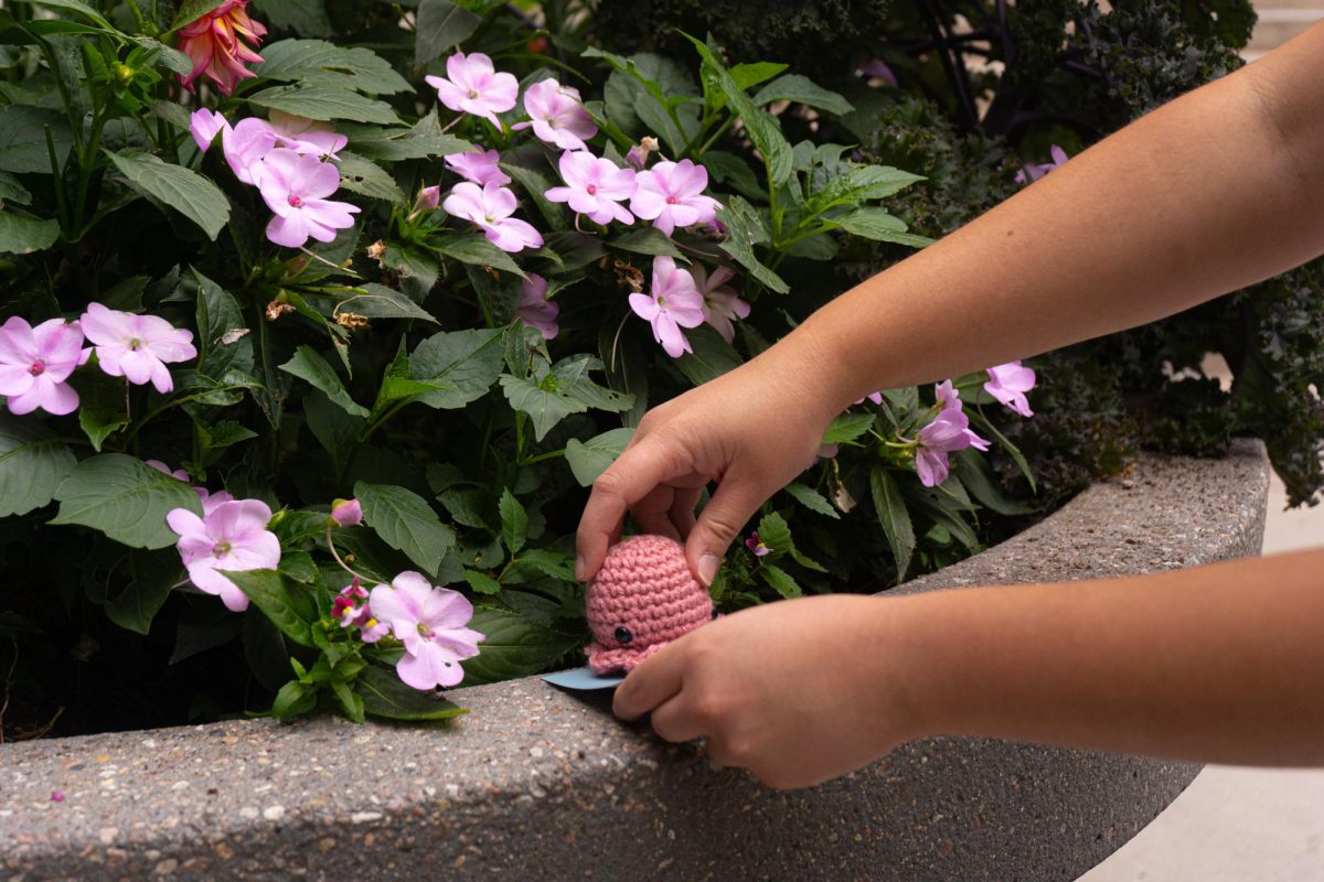 M.M, Director of Octopi Operations for Octopi of CSU, hides a crocheted octopi in the flower beds near the Administration Building on Sept. 17. All octopi from Octopi of CSU are posted on the group's Instagram page for finders to discover and keep. 