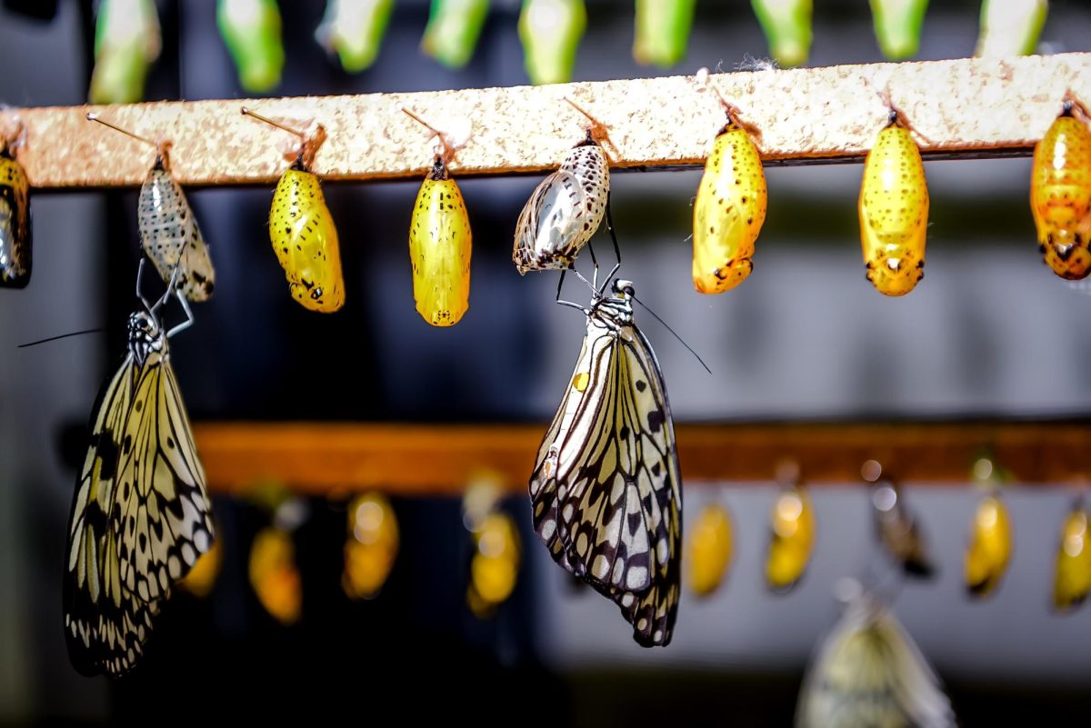 This photo is of two butterflies emerging from a their chrysalis