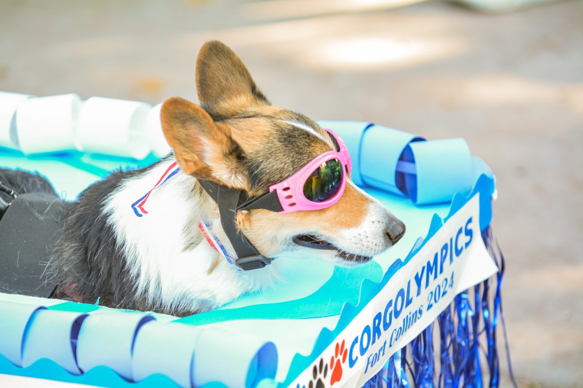A corgi dressed up as an olympic swimmer with pink goggles on.