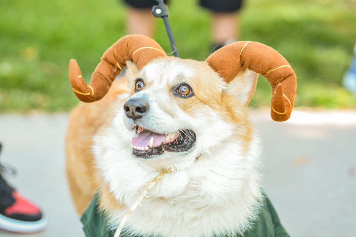 A corgi wearing ram horns and a green shirt to resemble Cam the Ram.