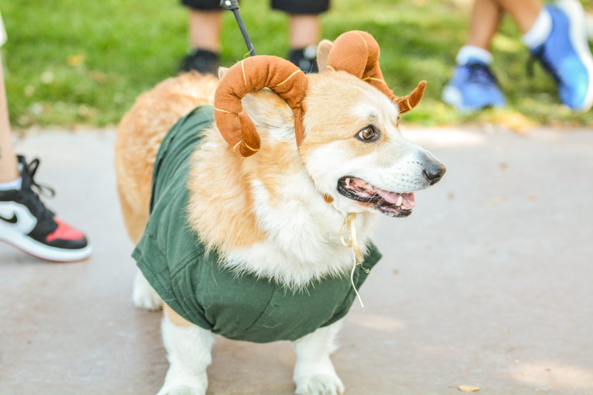 A corgi with ram horns around his ears with a green shirt on.