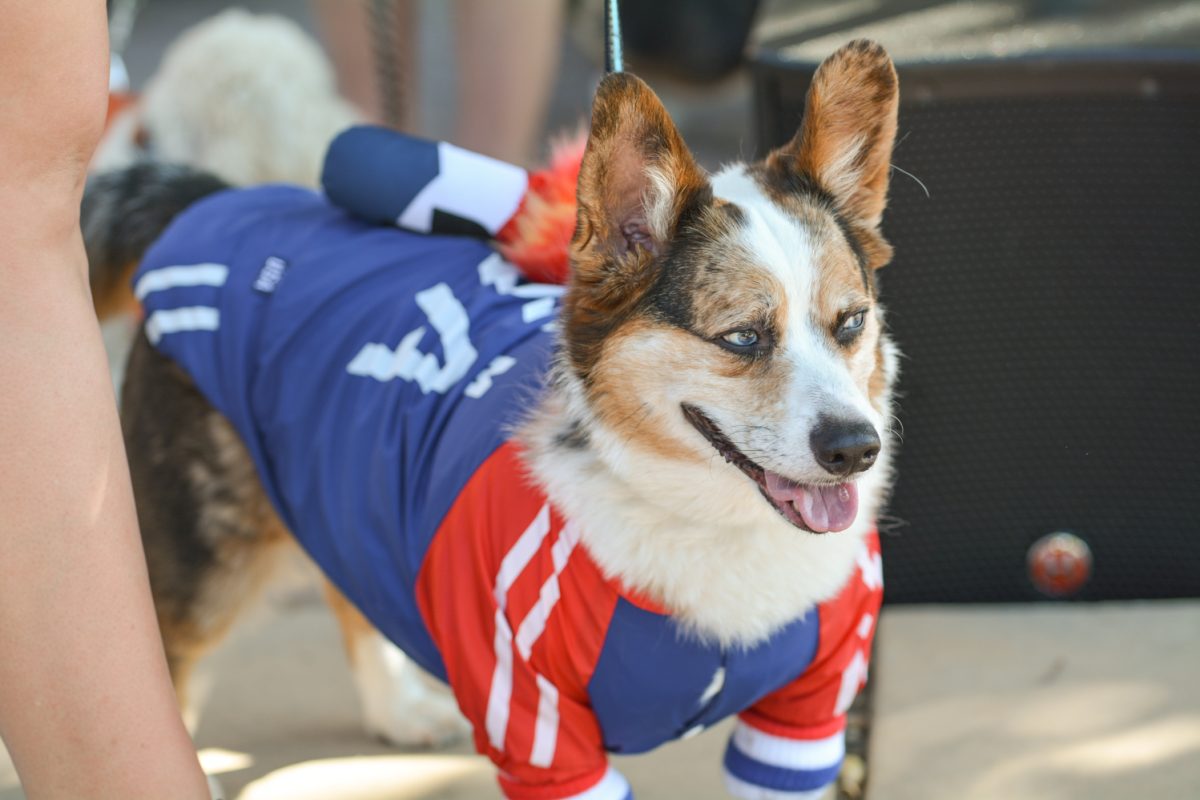 A colorful corgi with a USA costume on with a torch on its back