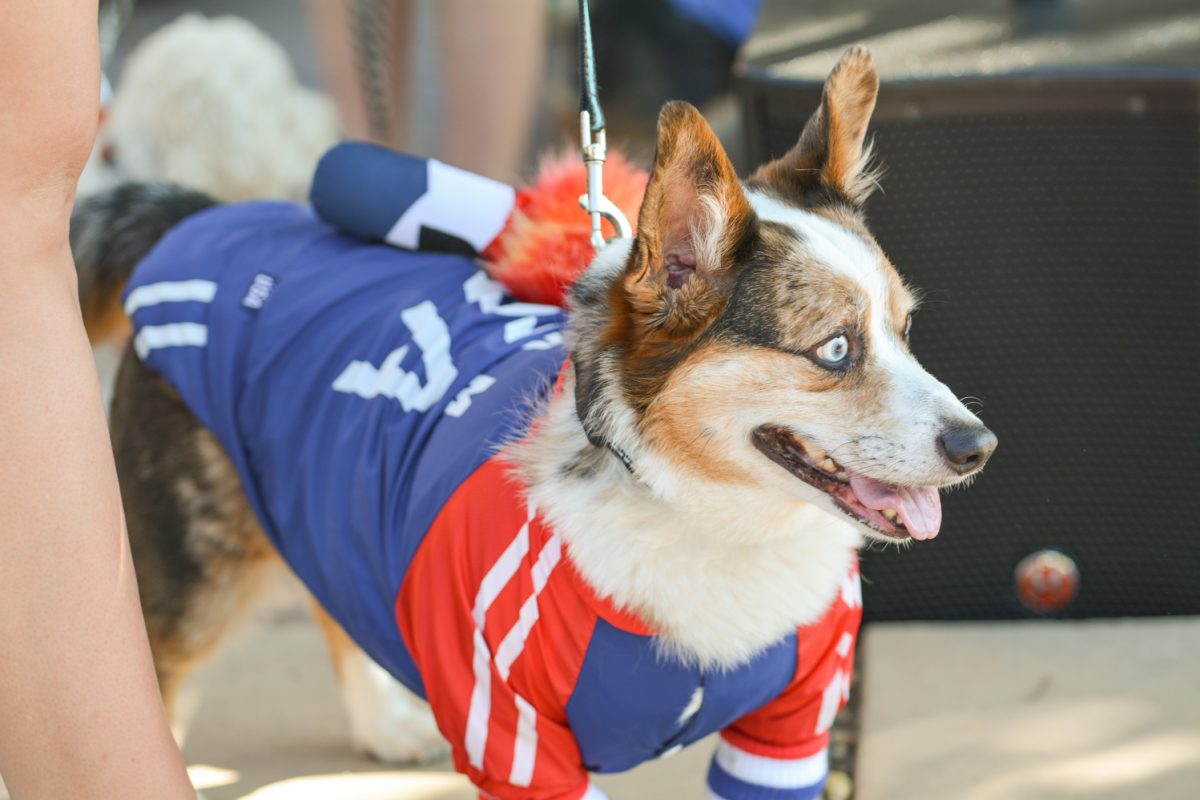 A colorful corgi with a red, white and blue USA costume on with a torch on its back.