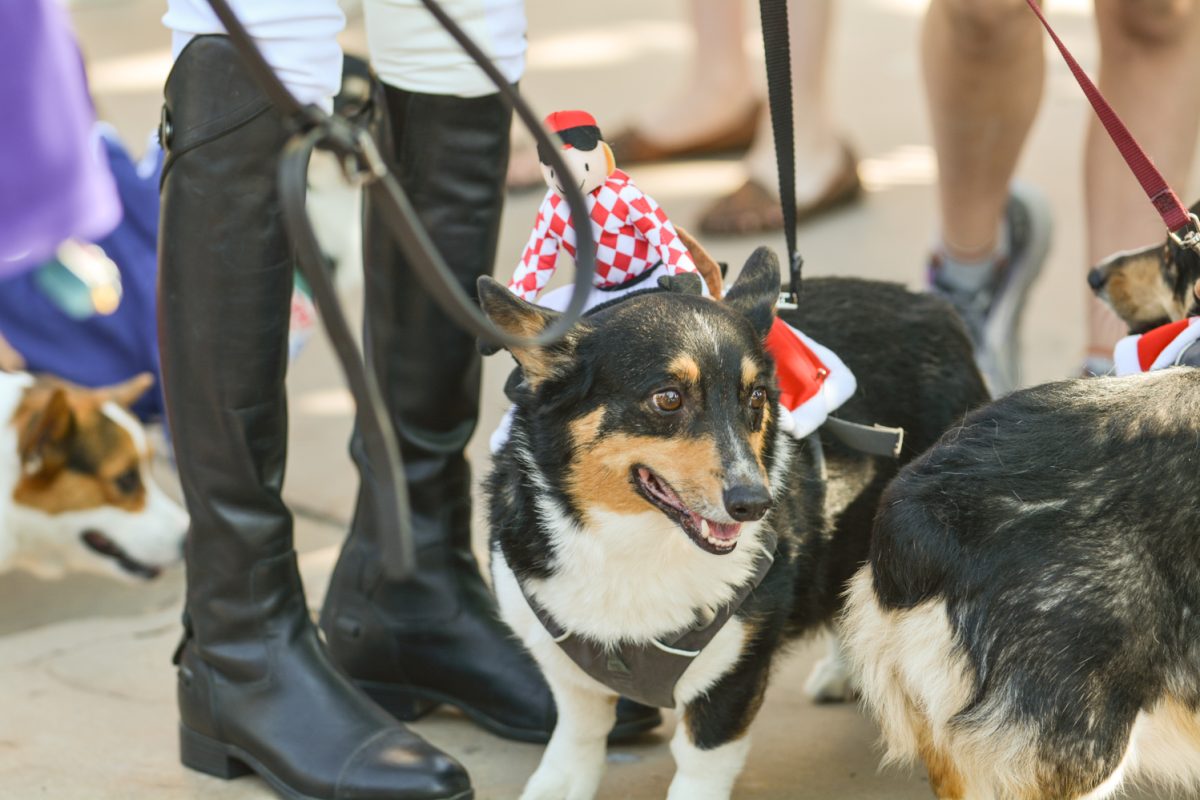 A corgi with an equestrian rider on its back