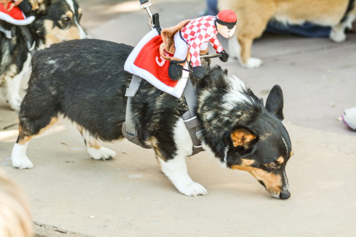 A corgi with an equestrian rider on its back
