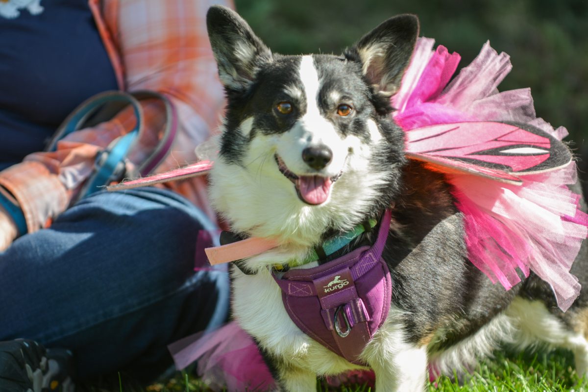 A black and white corgi dressed up as a butterfly