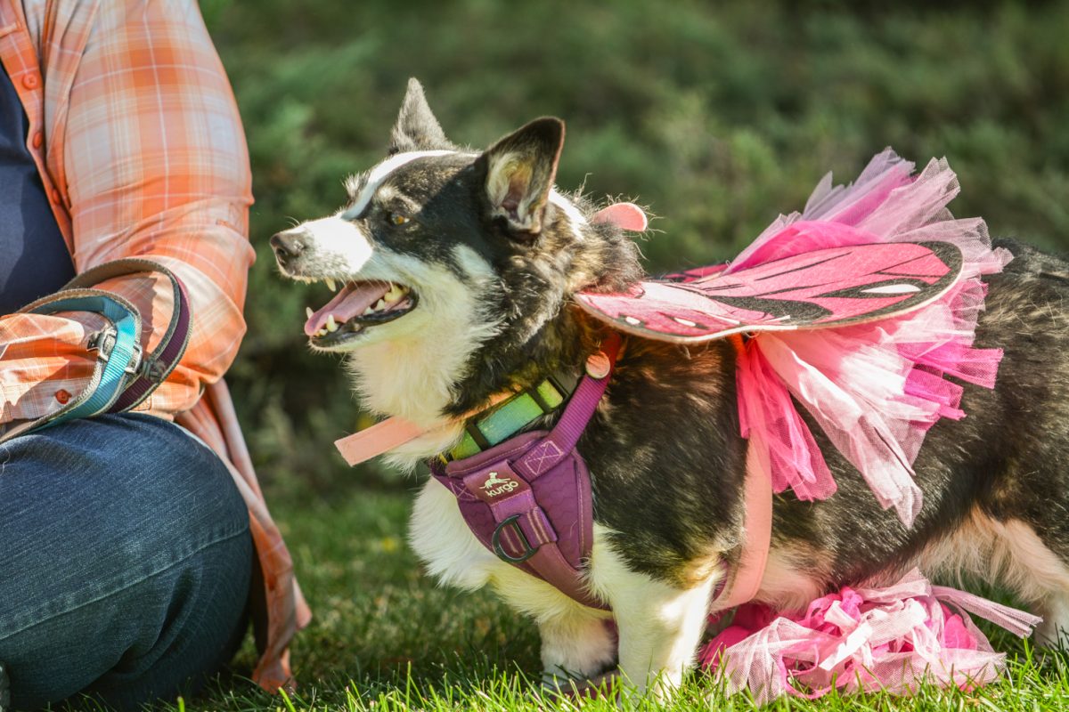 A black and white corgi dressed up as a pink butterfly