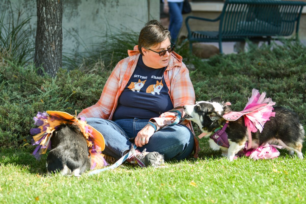 A girl with two corgis dressed up as butterflies beside her.