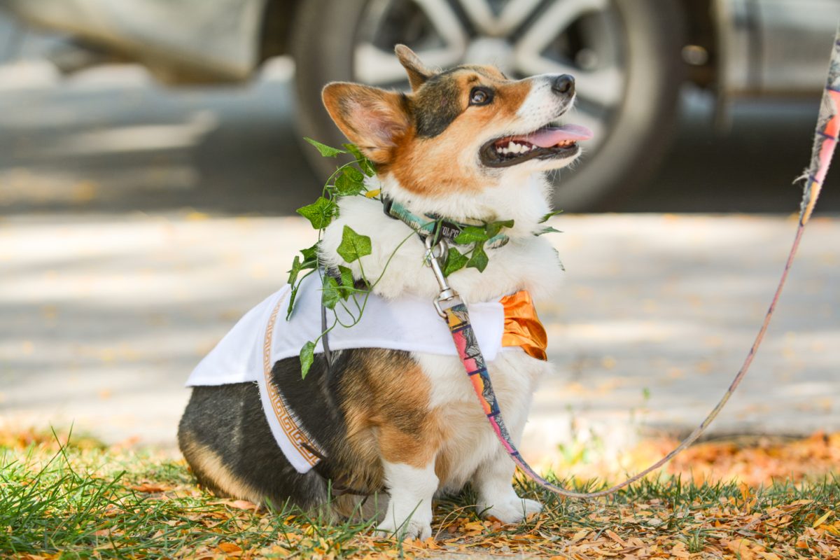 A corgi with leaves around its neck and a toga on its body looks up at it's owner.