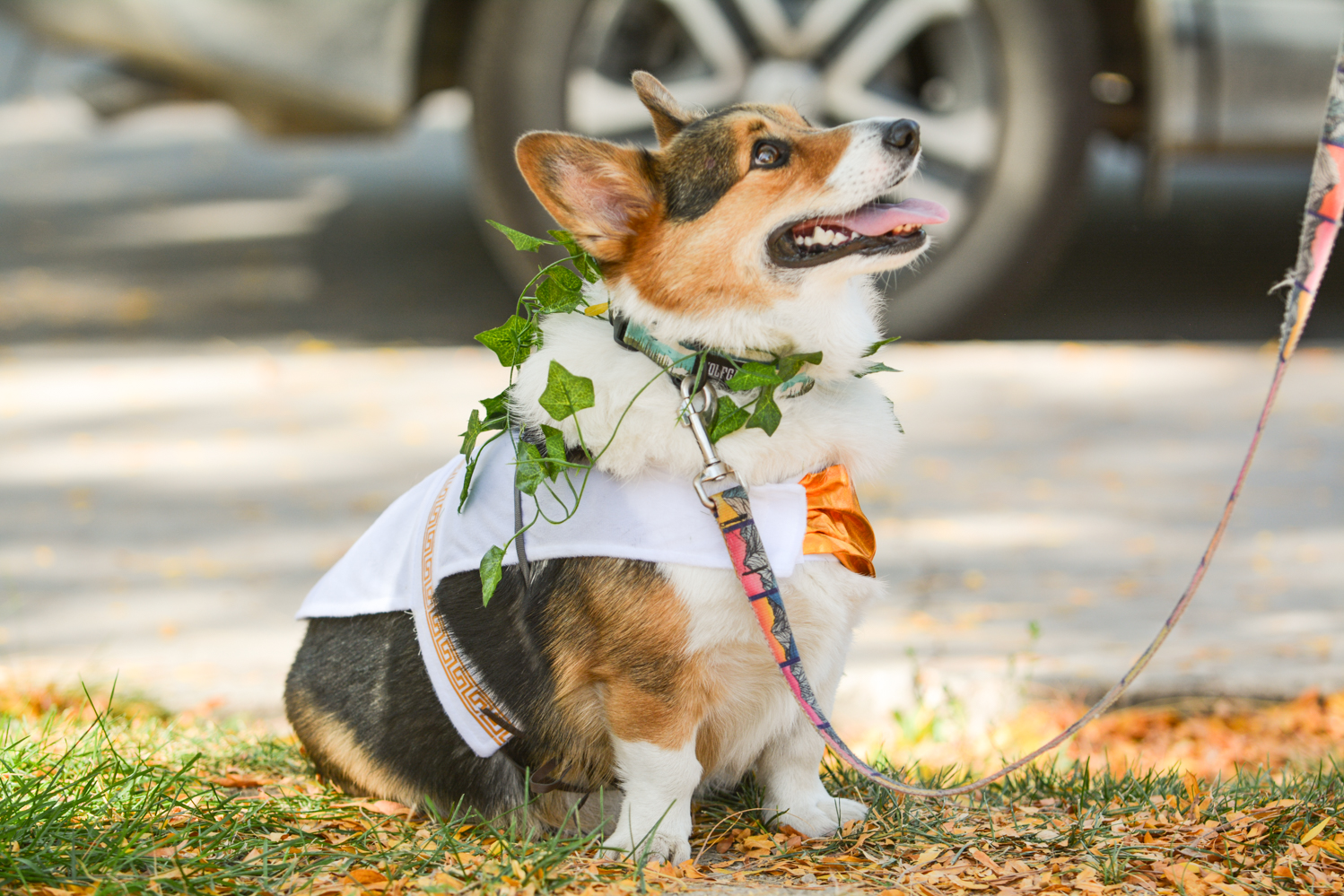 Gallery: Annual Tour de Corgi celebrates 10 years