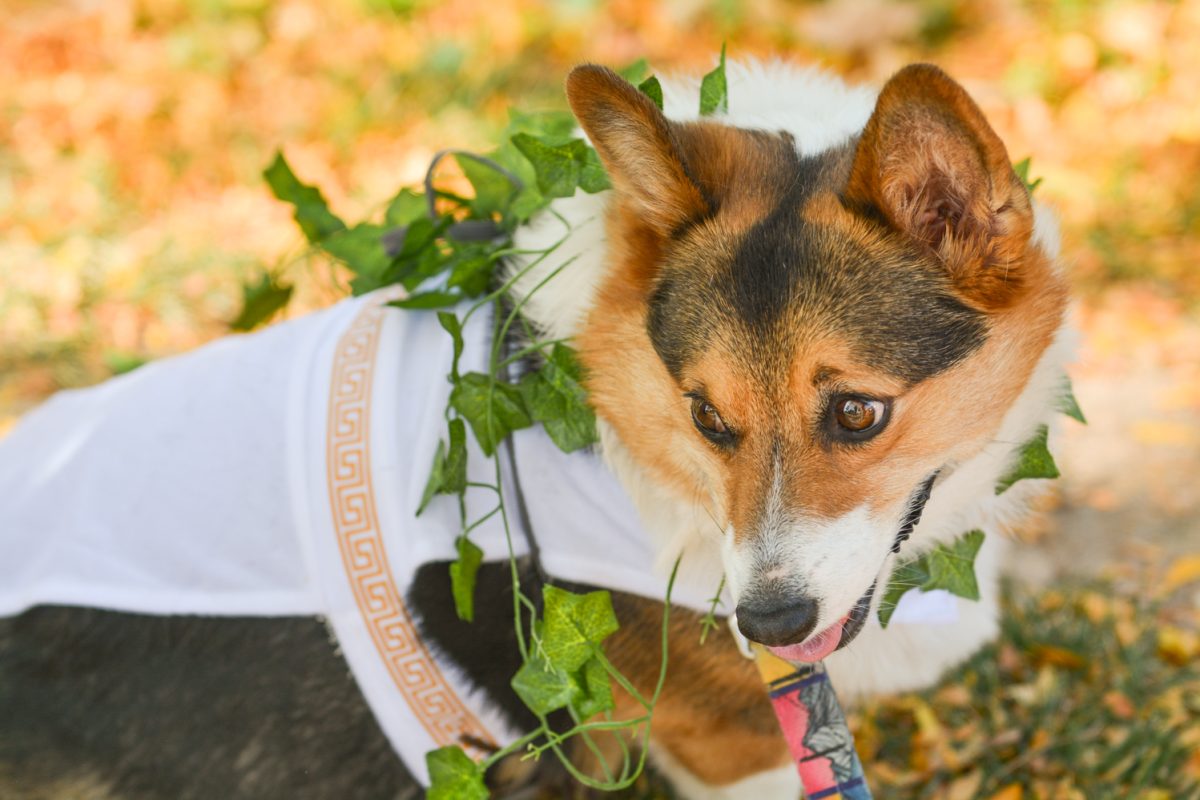 A corgi with leaves around its neck and a toga on its body
