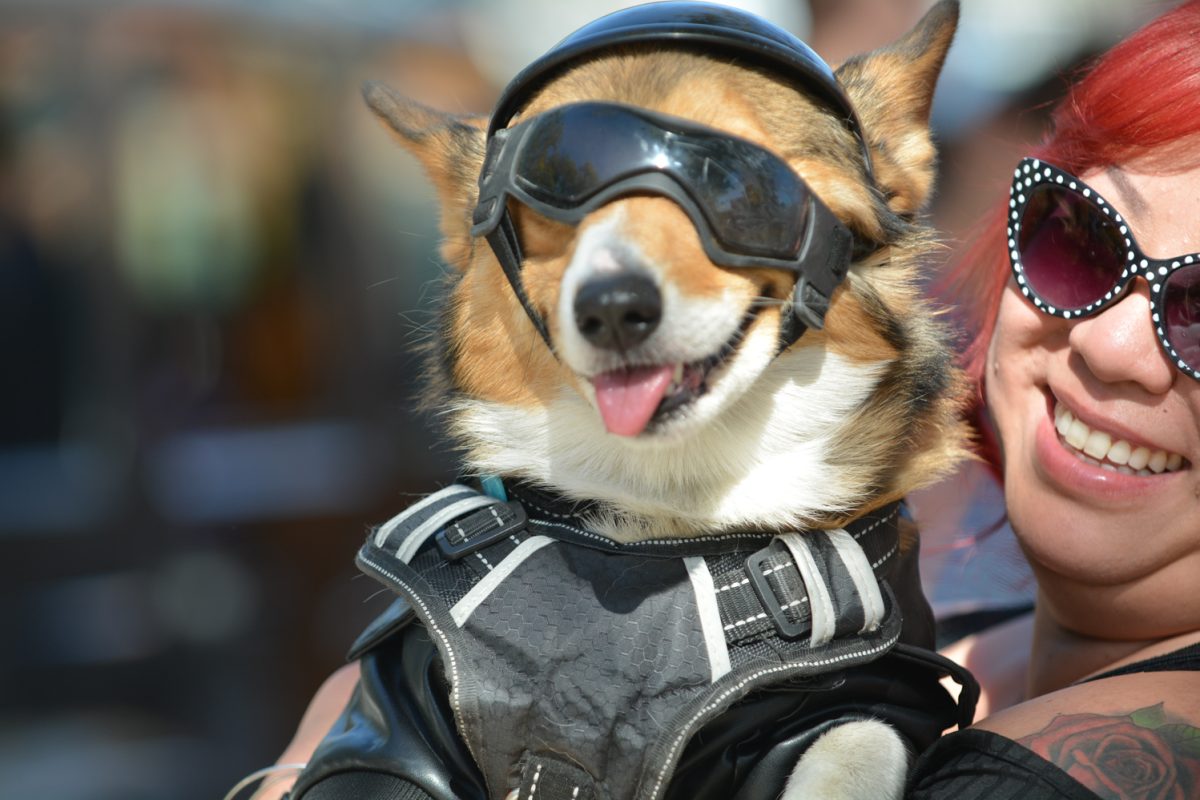 A corgi with sunglasses and a biker costume on.