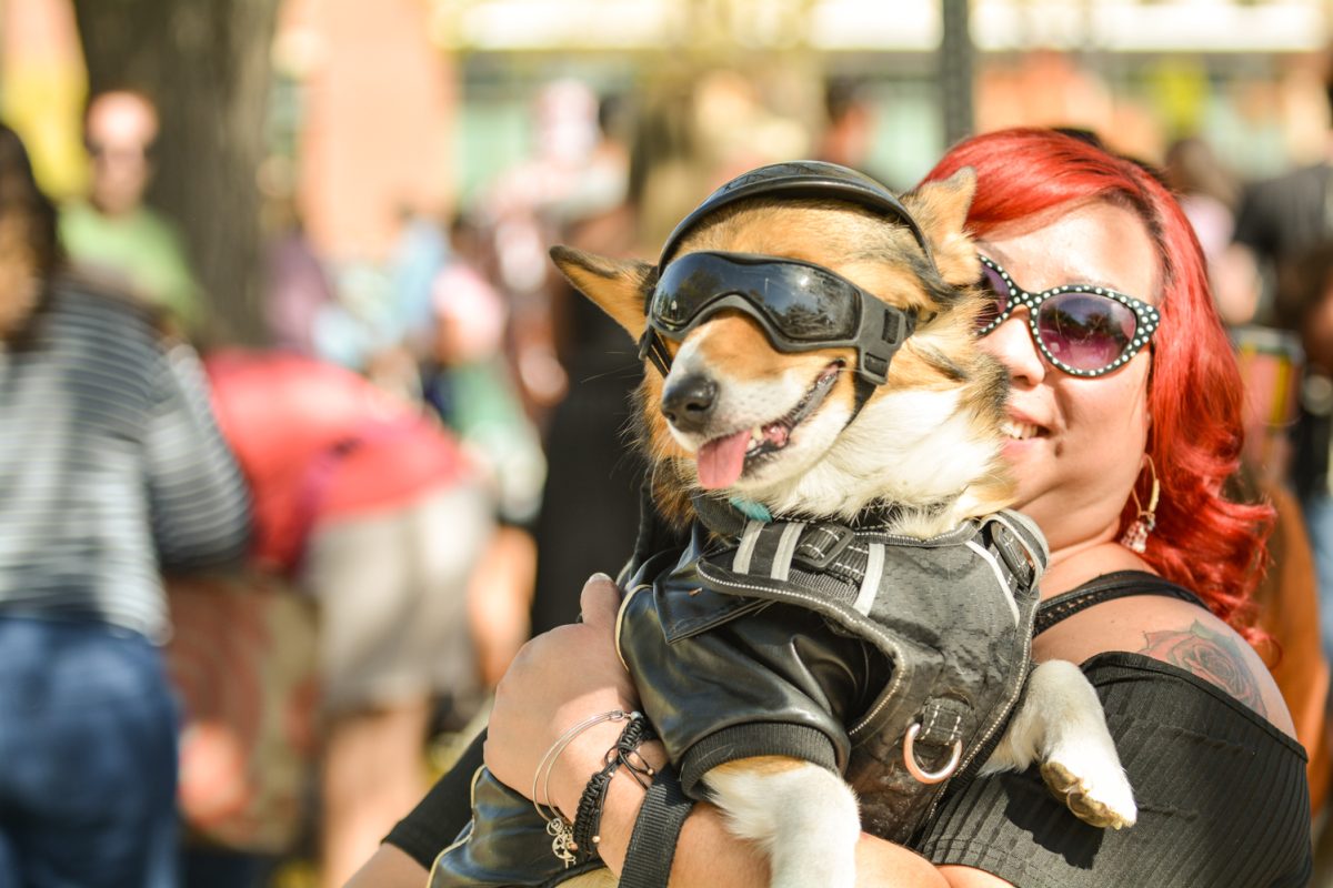 A corgi with sunglasses and a biker costume on.