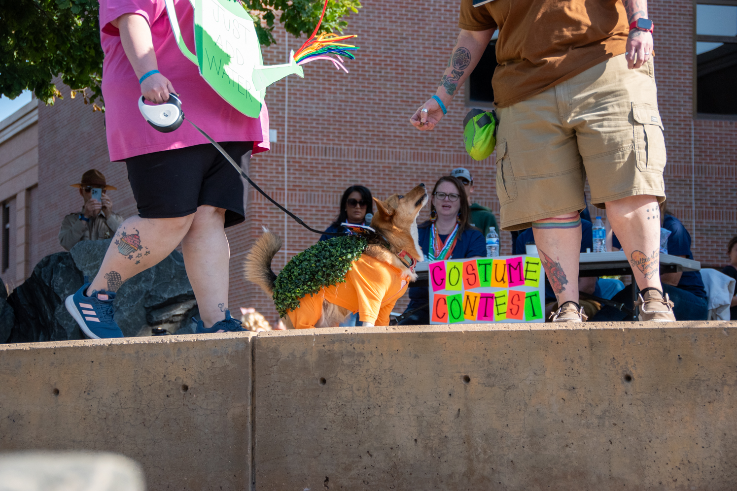 Gallery: Annual Tour de Corgi celebrates 10 years