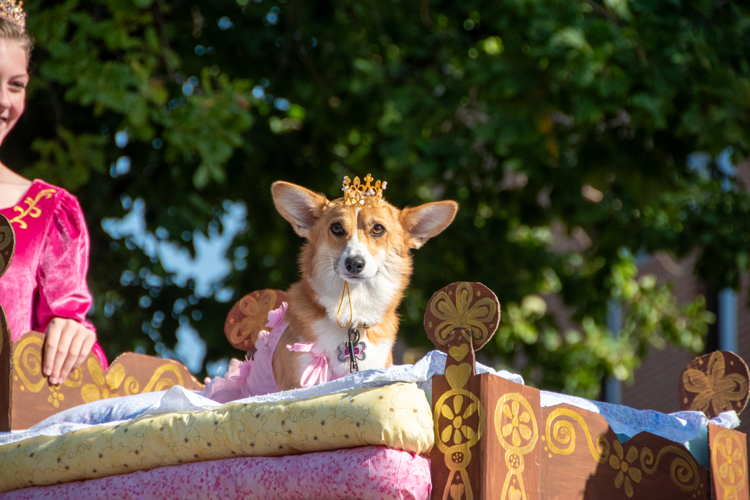 Gallery: Annual Tour de Corgi celebrates 10 years