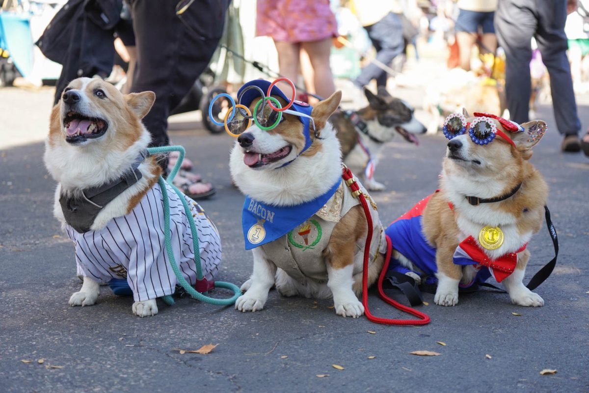 Three Corgi dogs sit on the ground. The left most dog is wearing a referee costume. The center one is wearing Olympic sunglasses and an athlete costume. The right-most dog is wearing sunglasses and a red white and blue costume.