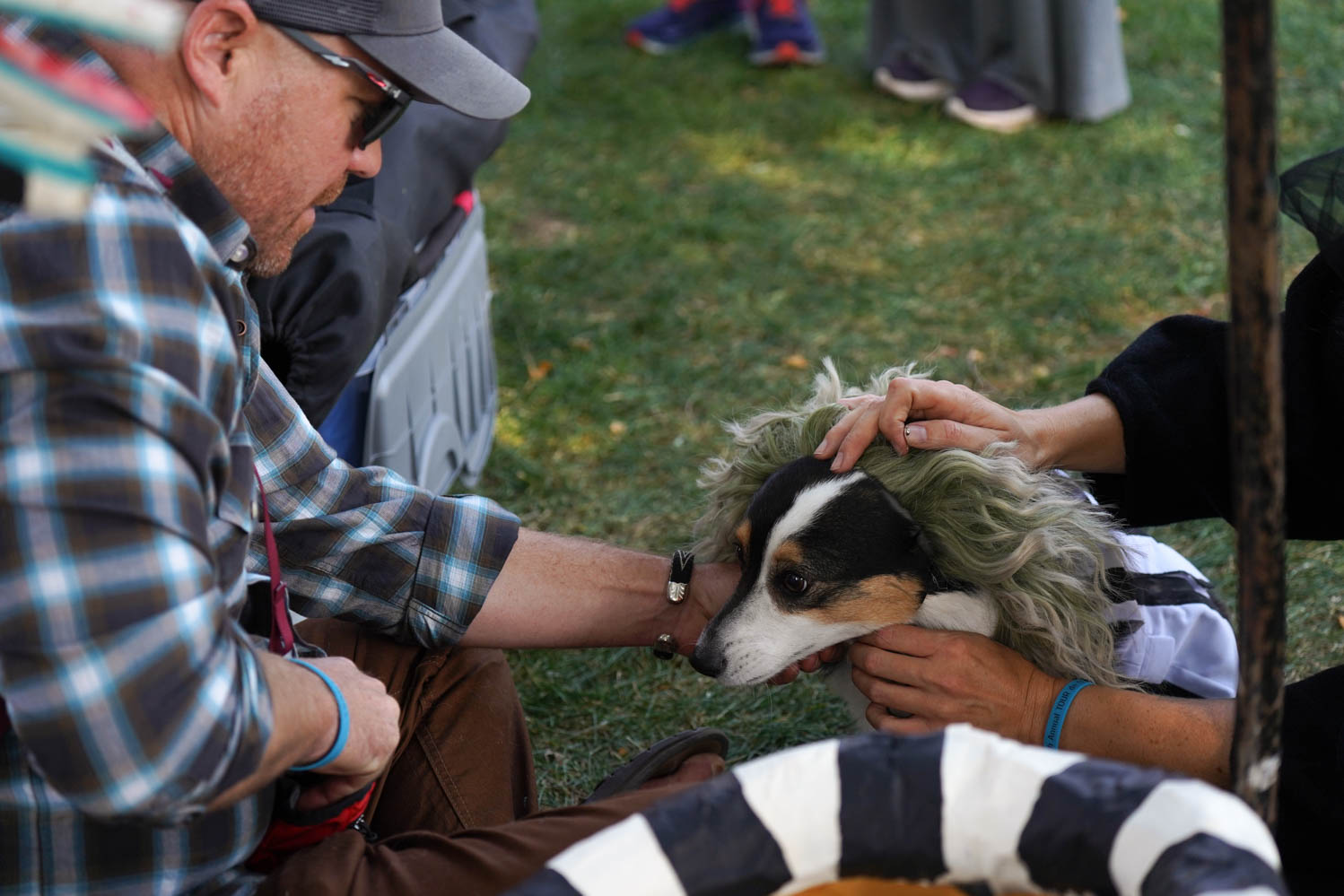 Gallery: Annual Tour de Corgi celebrates 10 years