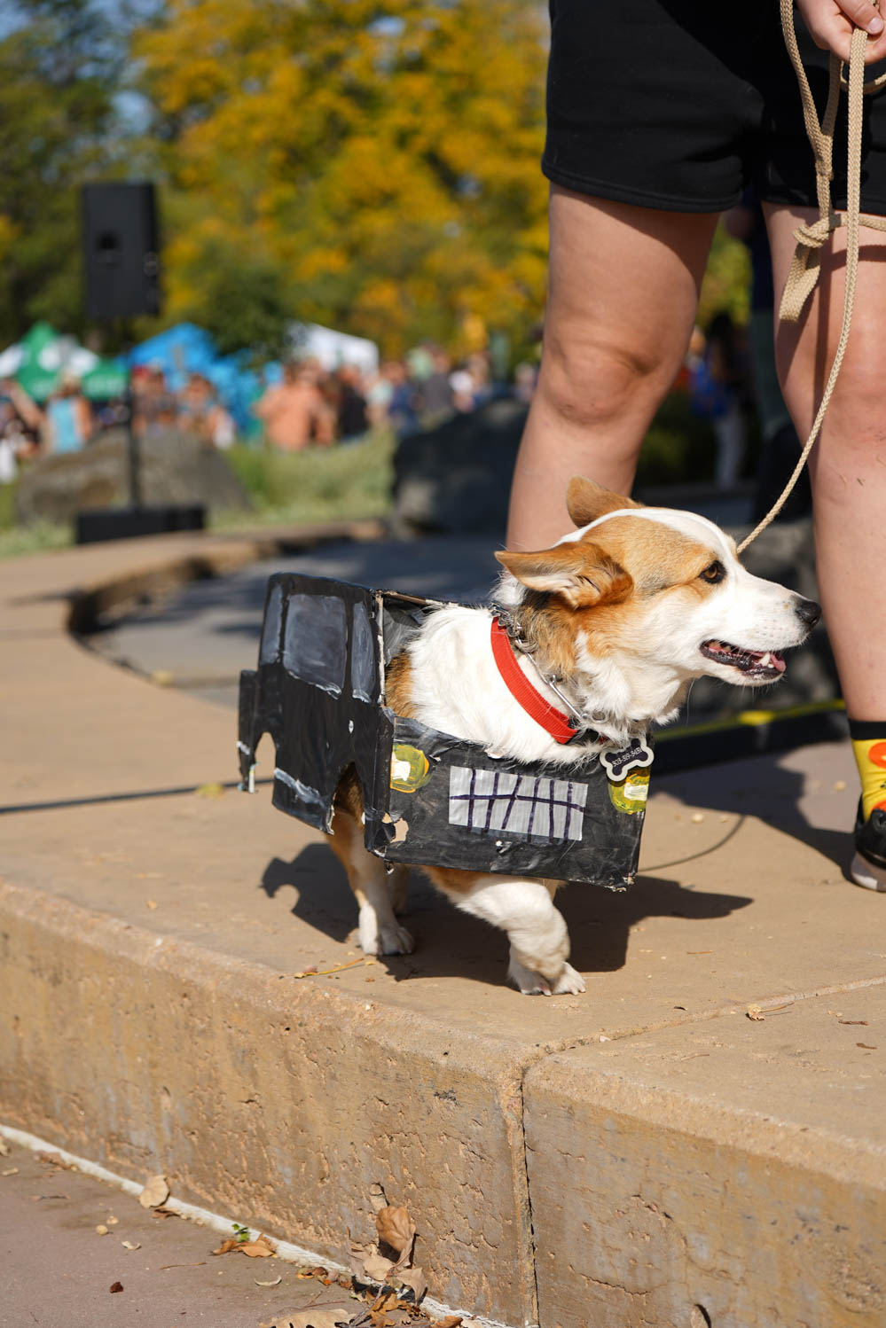 Gallery: Annual Tour de Corgi celebrates 10 years