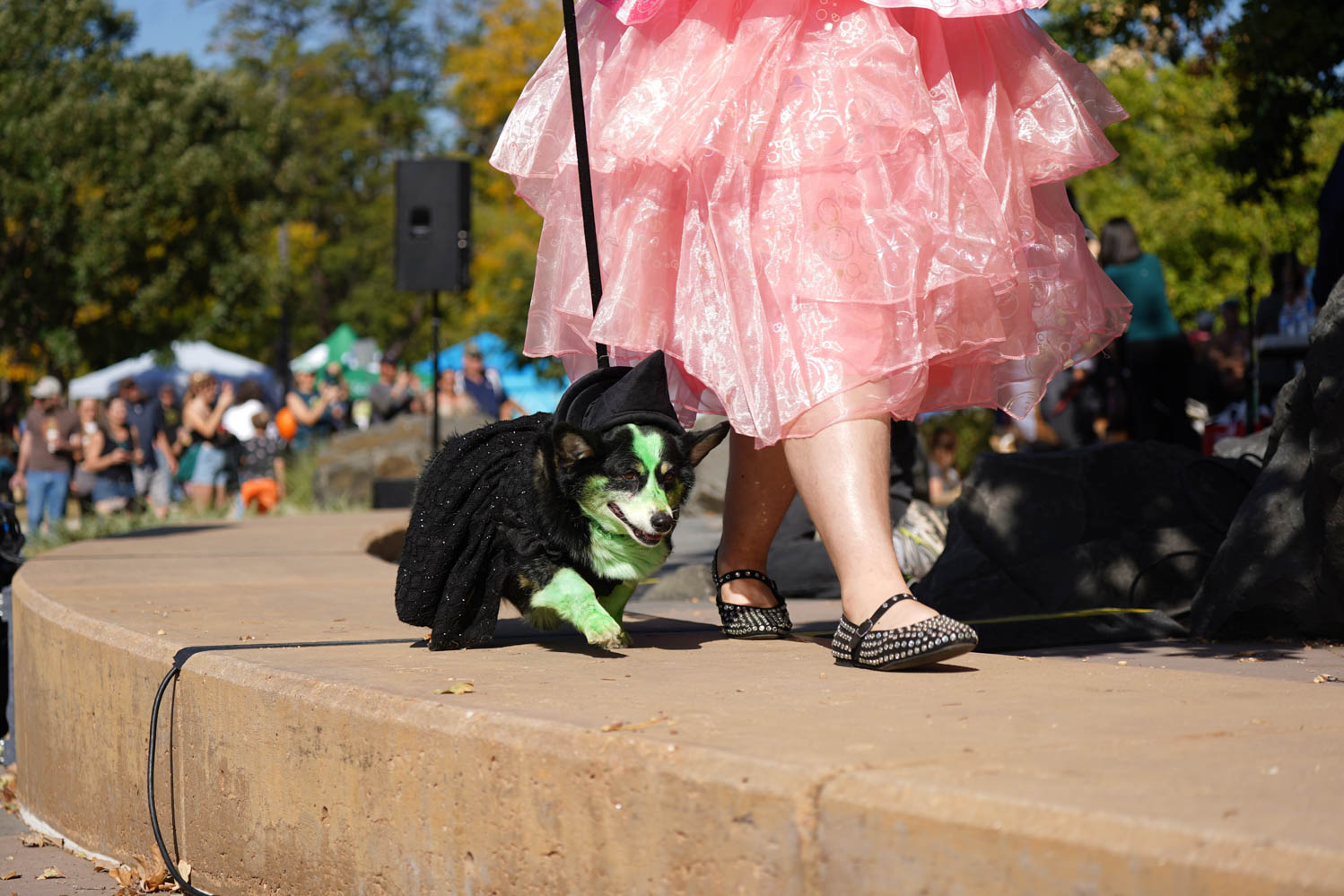 Gallery: Annual Tour de Corgi celebrates 10 years