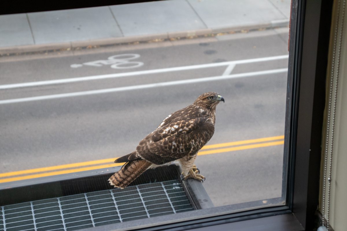 A hawk on a ledge from inside of a building.