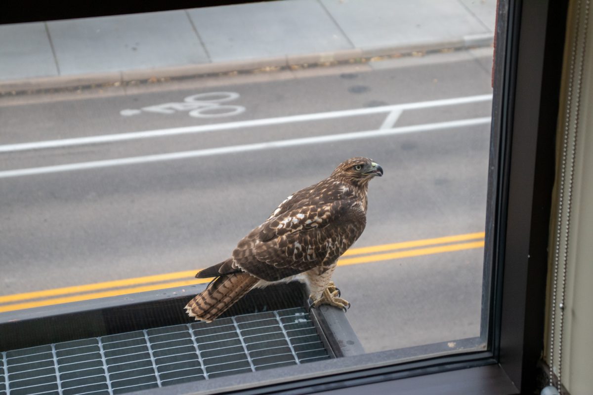 A hawk on a ledge from inside of a building.