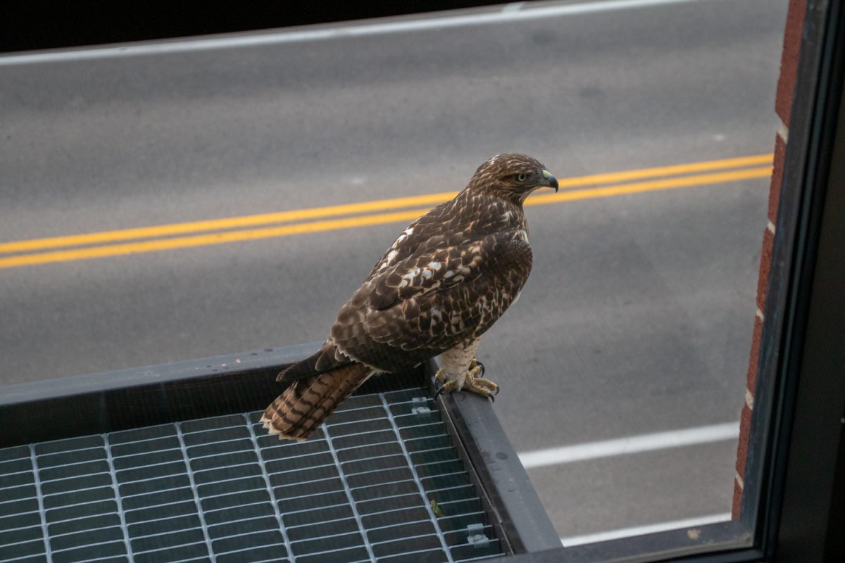 A hawk on a ledge from inside of a building.