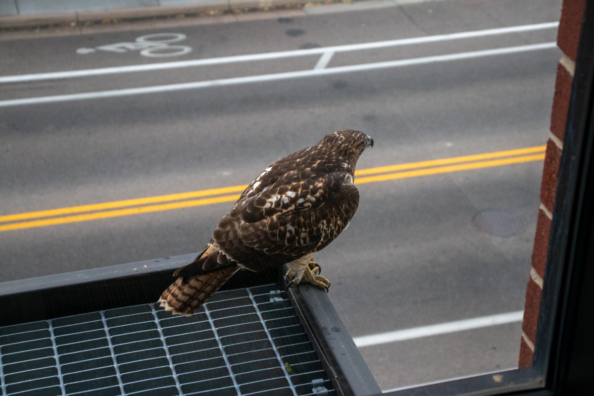 A hawk on a ledge from inside of a building.