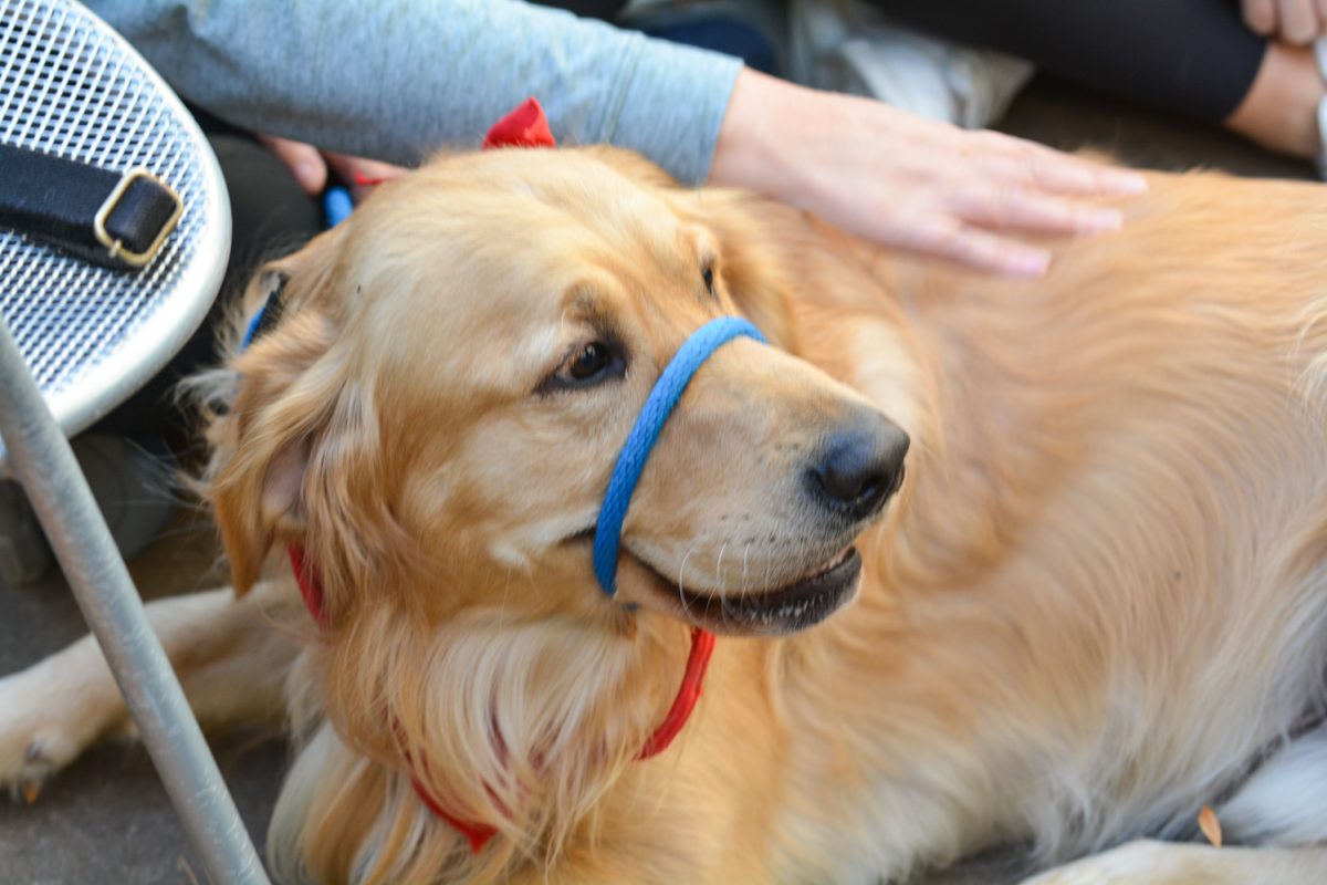 A dog with a blue leash around its mouth