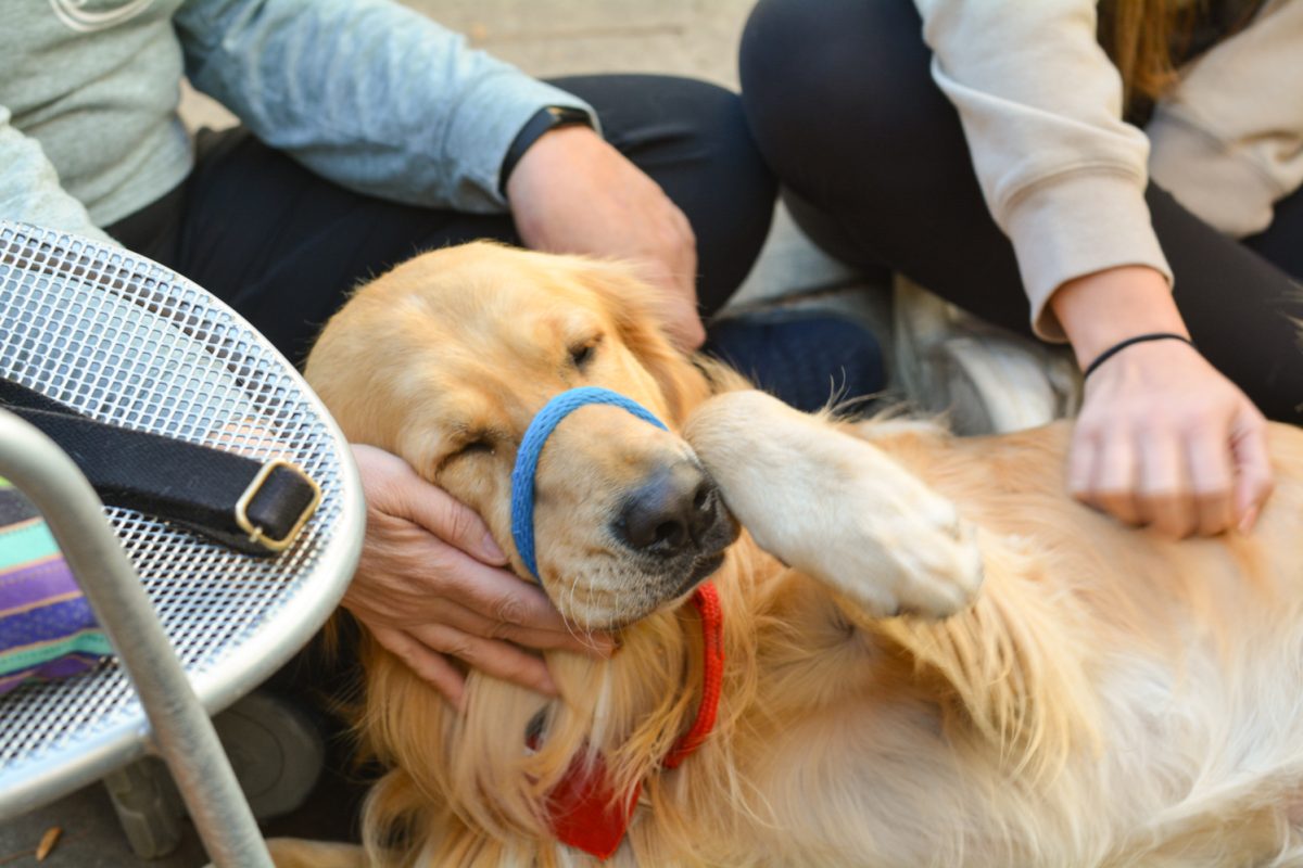 A dog being pet