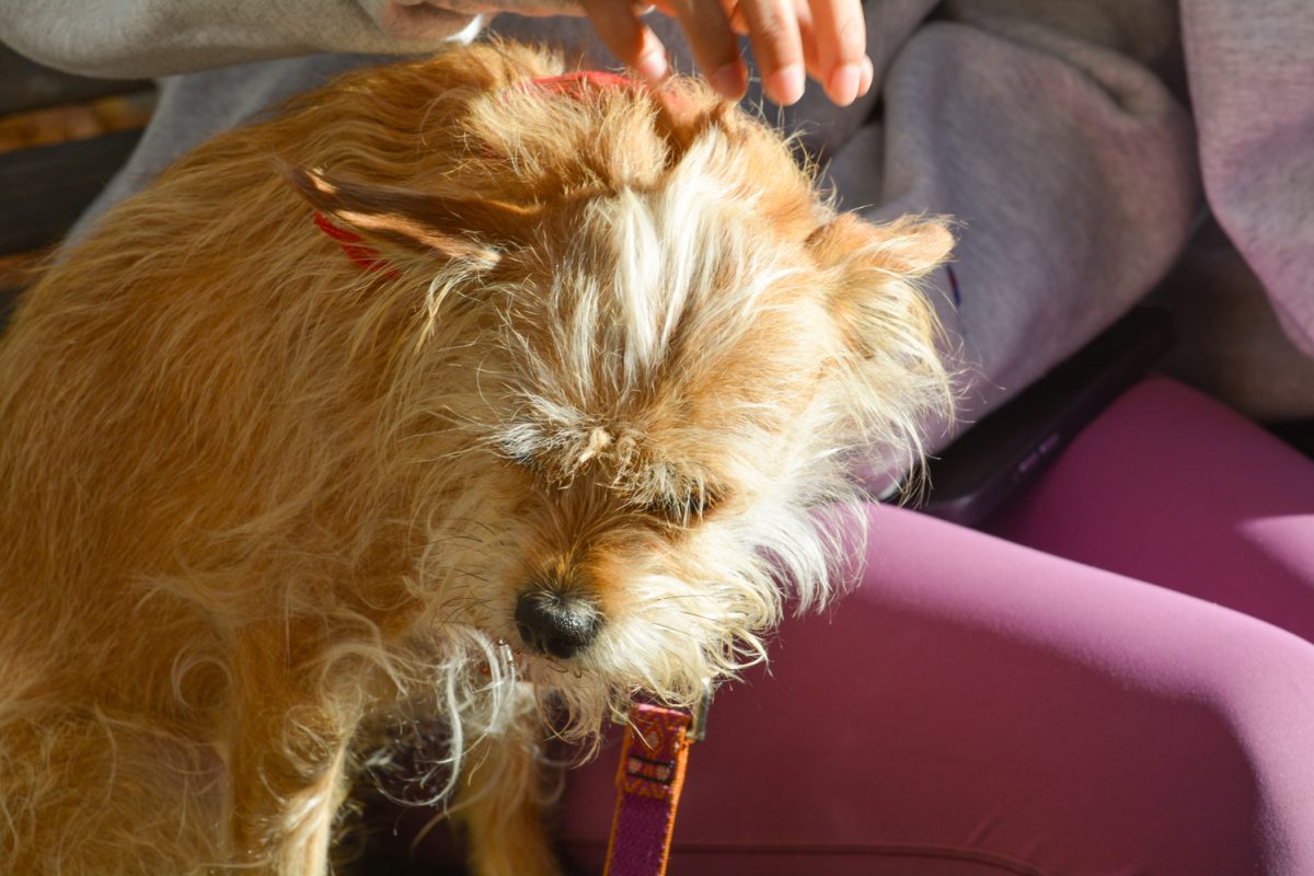 A dog looking down