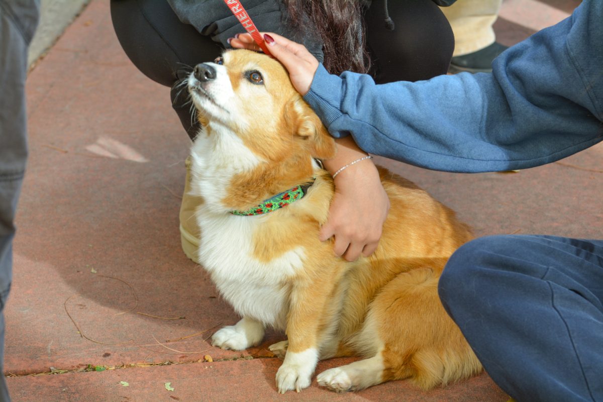 Students petting a corgi