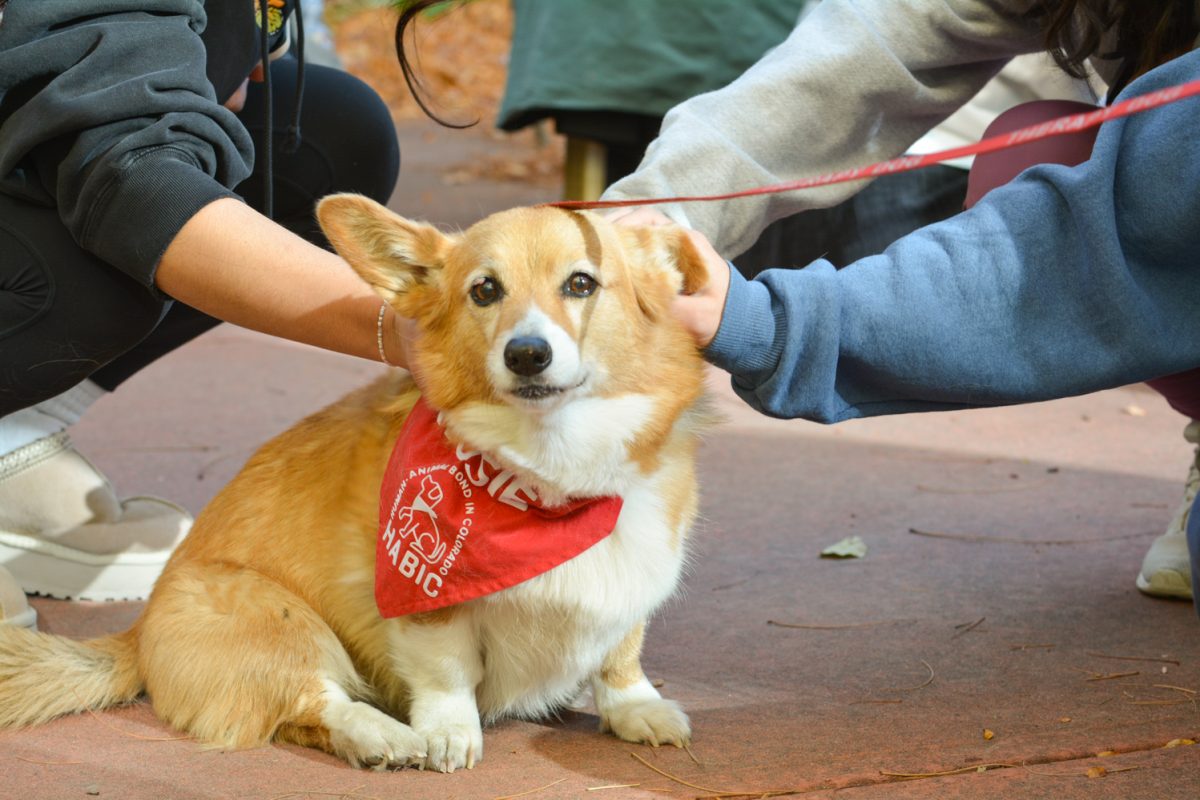 Students petting a corgi