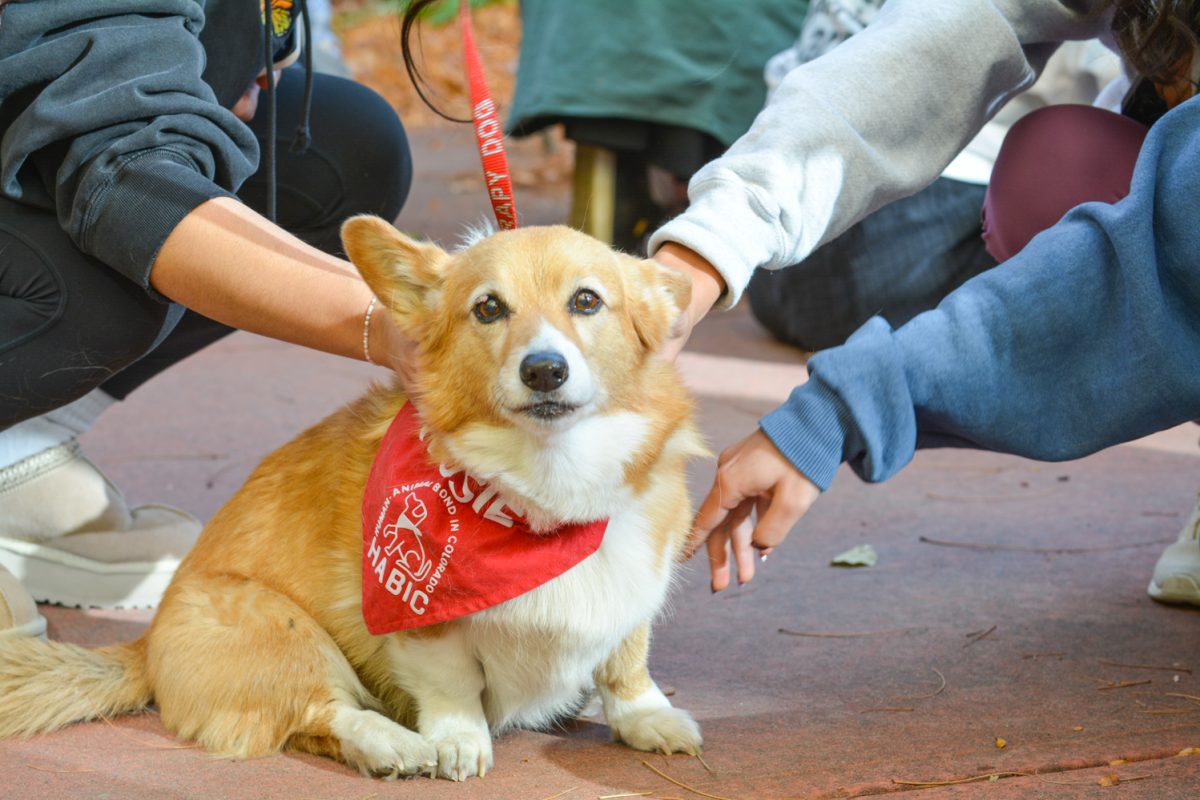 Students petting a corgi with a red bandana