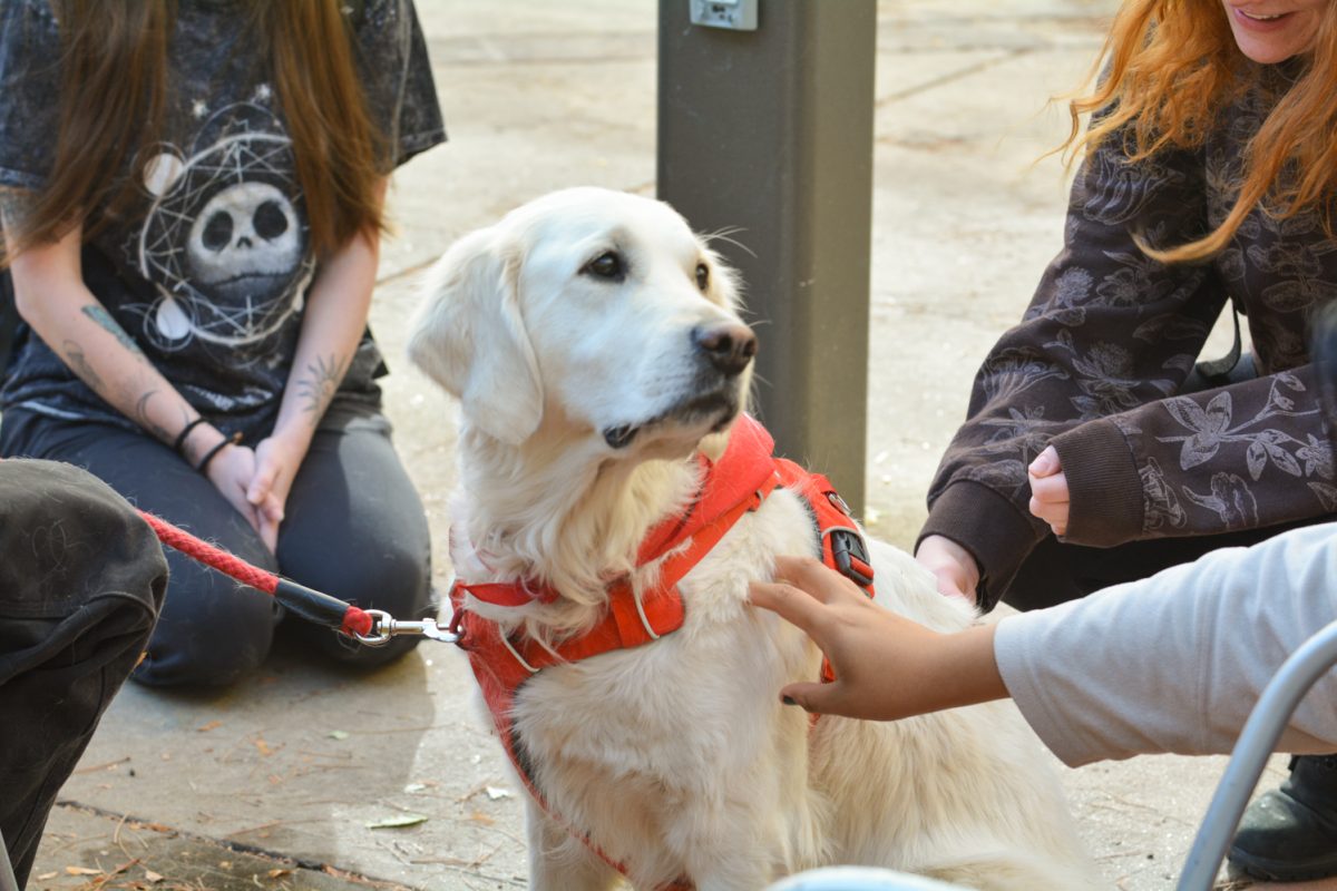 Students petting a white dog