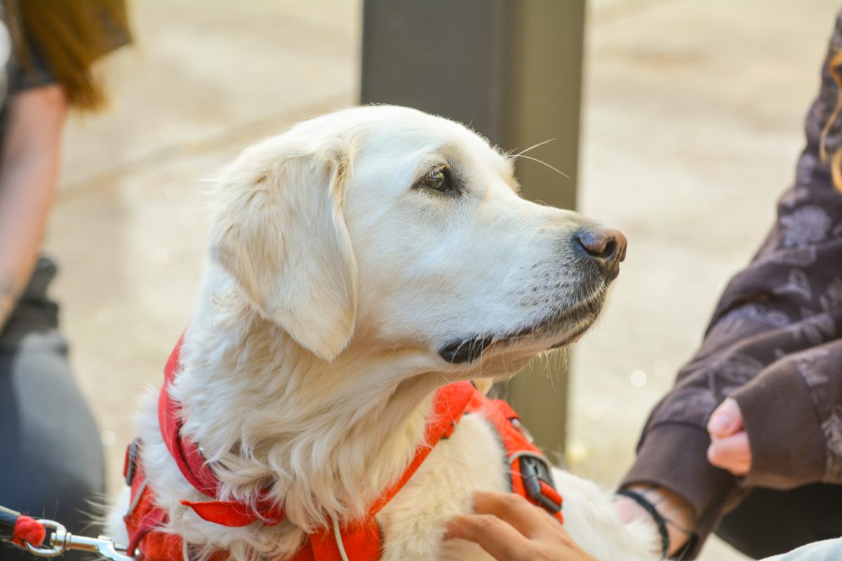 A white dog looking away