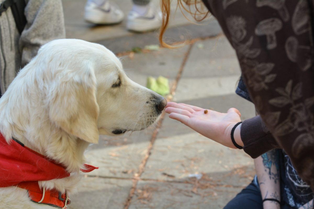 A white dog getting a treat