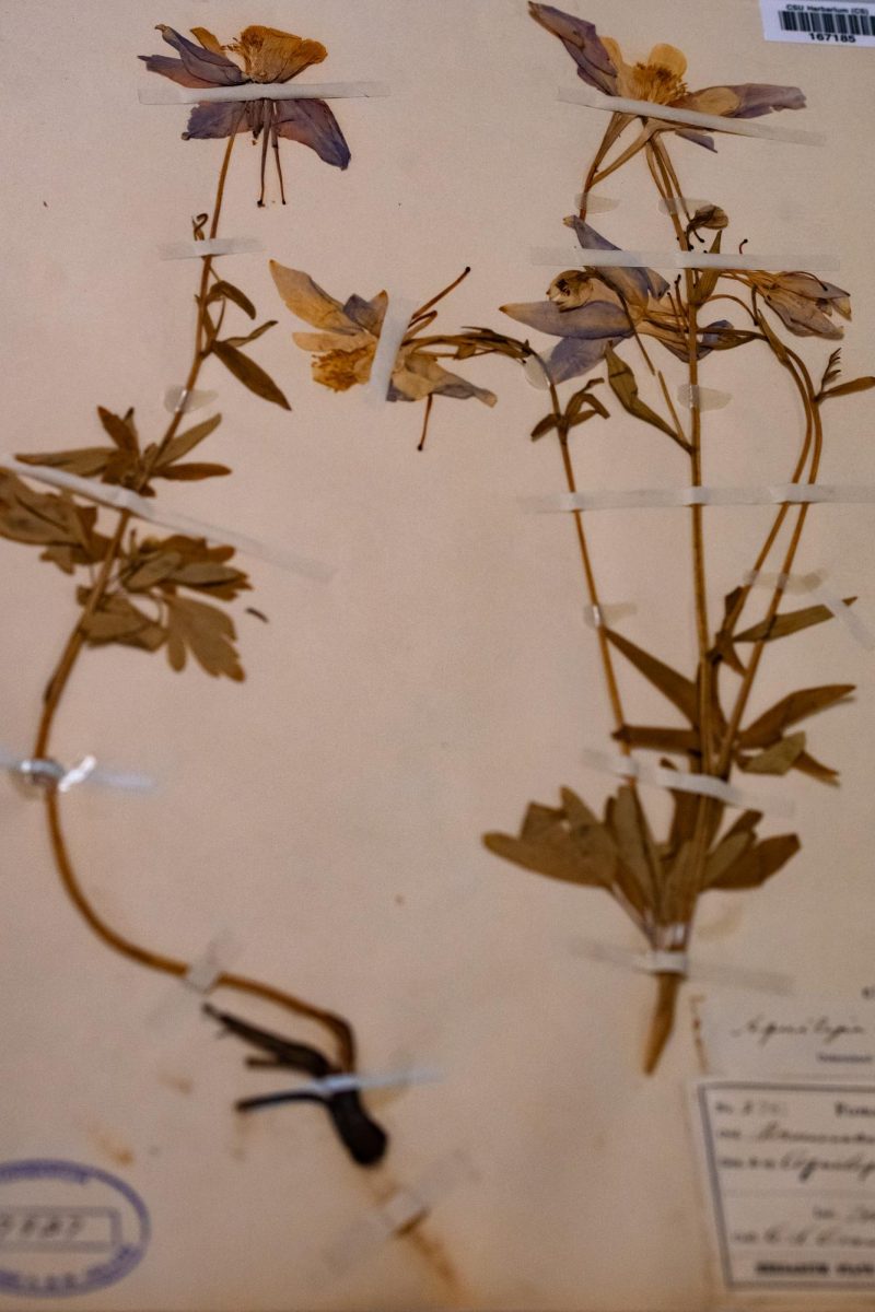 The Charles Maurer Herbarium Collection at Colorado State University contains approximately 101,000 plant specimens, making it the third largest collection in the region. "This was collected in 1890 at a place called horse tooth Gulch, which actually does not exist anymore, because that is now horse tooth reservoir," Herbarium Curator Jennifer Ackerfield said. "This is our state flower."