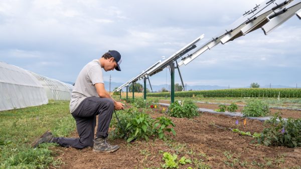 A man kneels down to tend to some crops while a sprinkler system runs alongside him