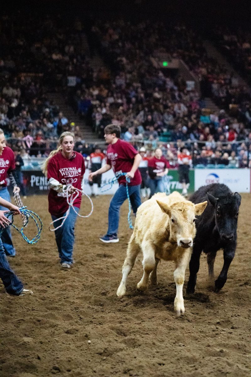 A group of people in red shirts chase cows with lassoes