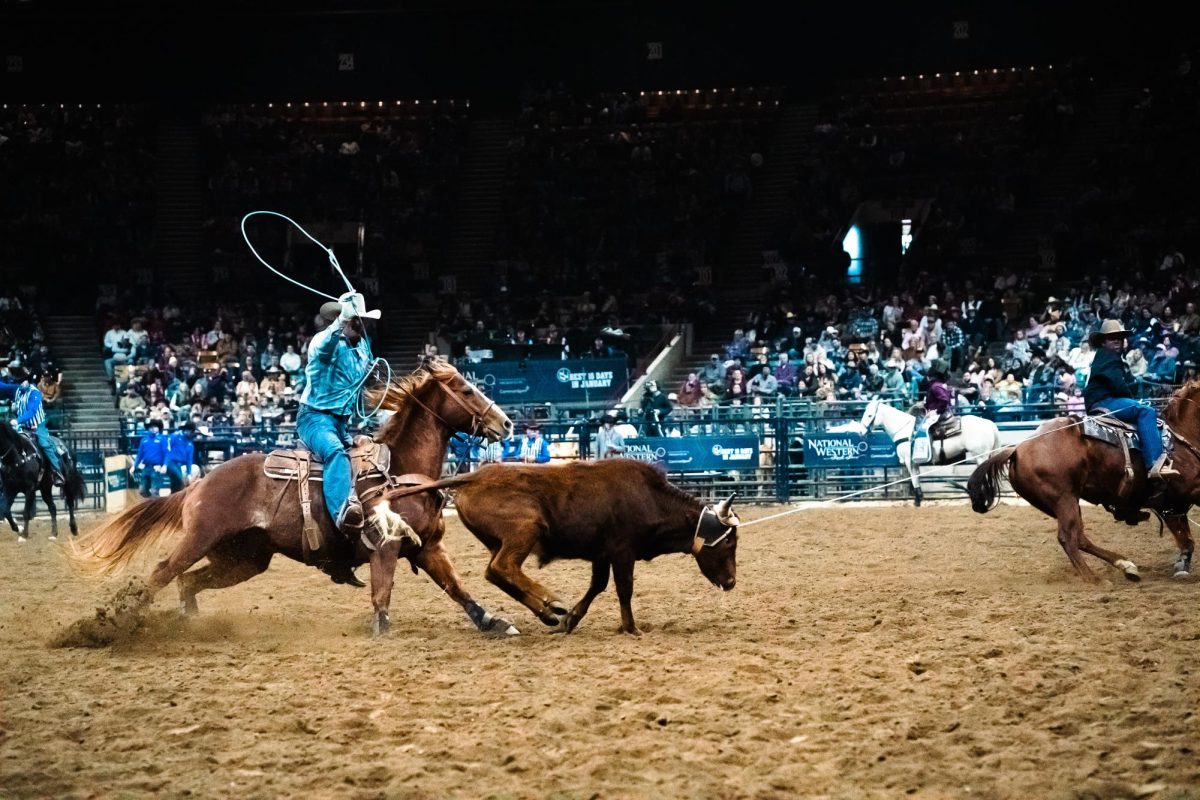 Two men riding horses lasso a bull