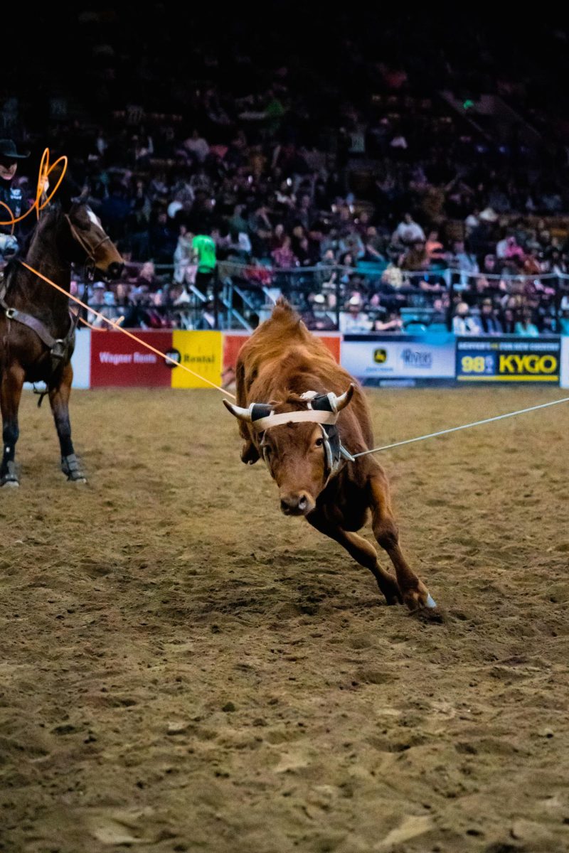 A bull is pulled down by two lassoes