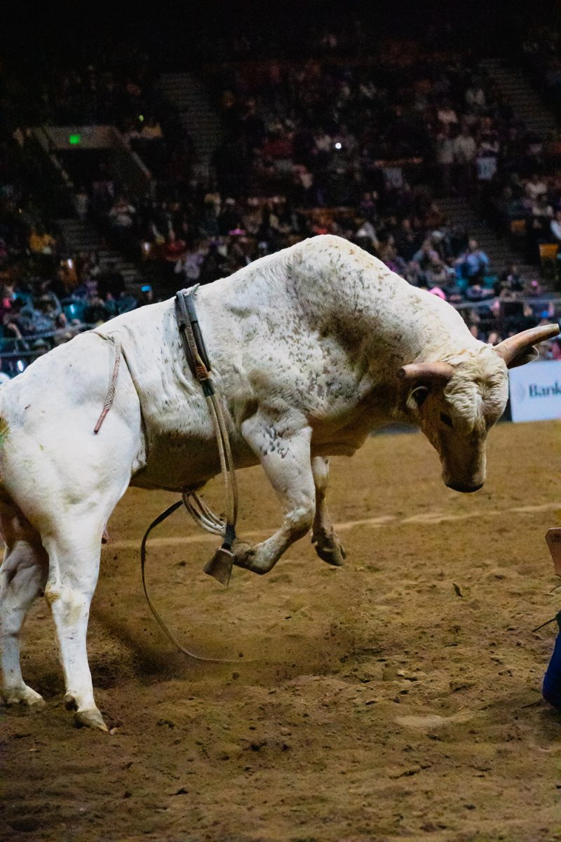 A white bull bucks in the rodeo