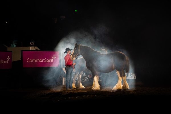 One of the ceremonial clydesdale horses stands in the arena under a spotlight. She's expecting a baby, so could not participate in the ceremonies at the National Western Stock Show Pro Rodeo Sunday, Jan. 19. Her foal stands behind her, surveying the arena he will one day perform in. 