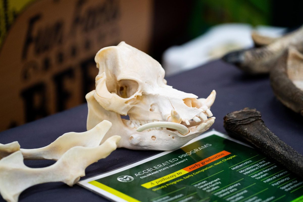 An animal cranium sits on a table with navy blue cloth, and in front of it is a green sheet of paper.