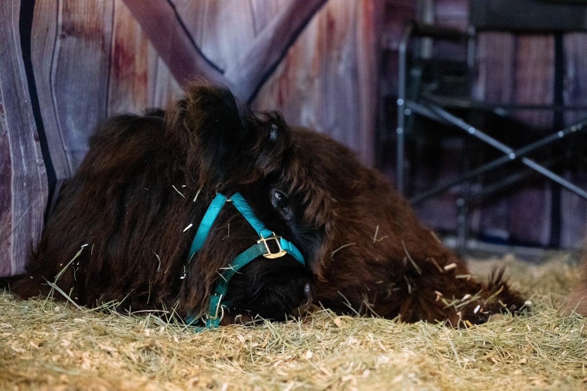 A brown miniature Highland cow sleeps curled up on top of hay.