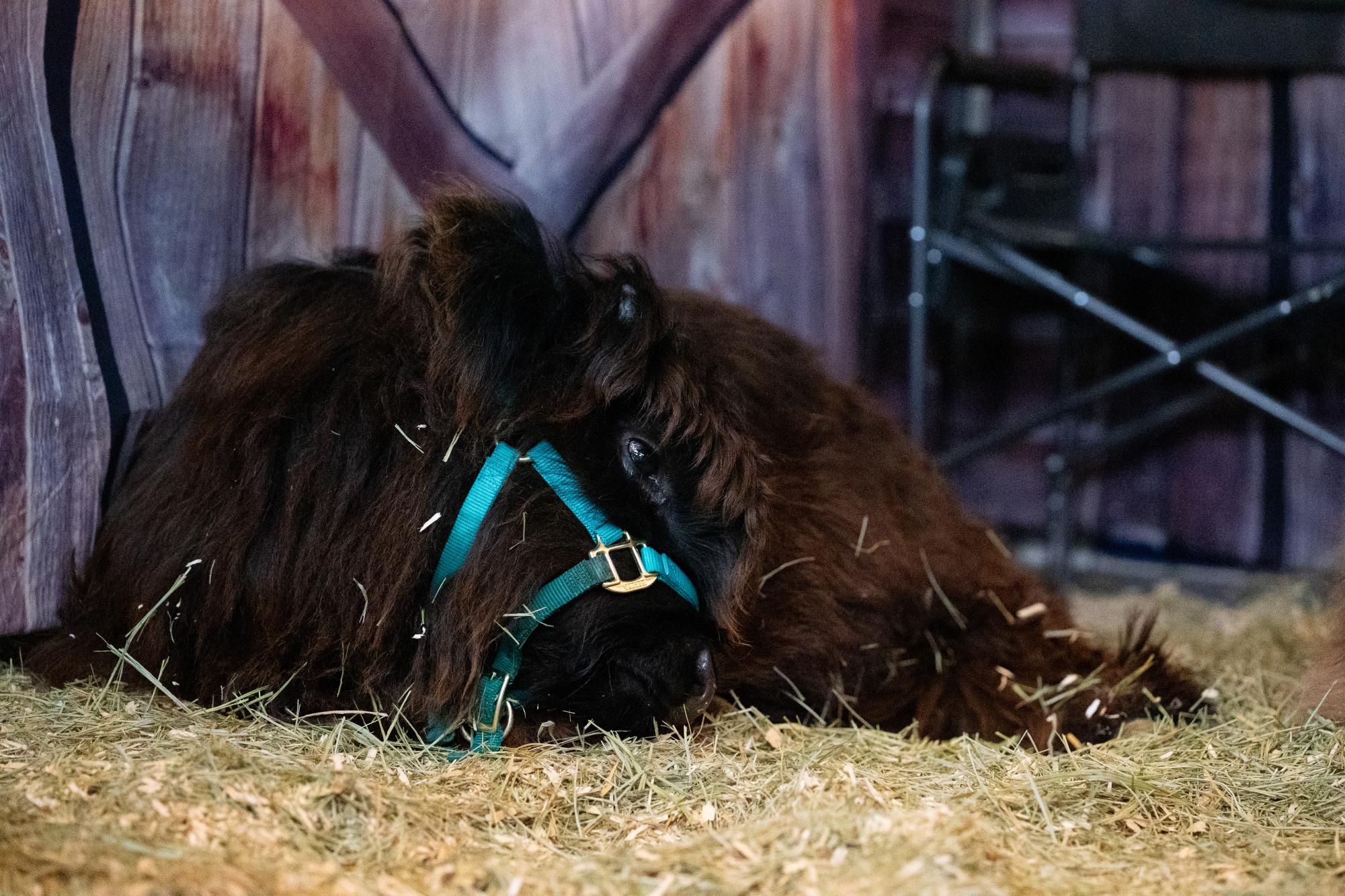 Gallery: National Western Stock Show brings ag education to Colorado community