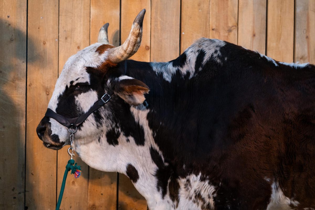 A dark brown and white cow stands in front of a light-stained wooden wall.