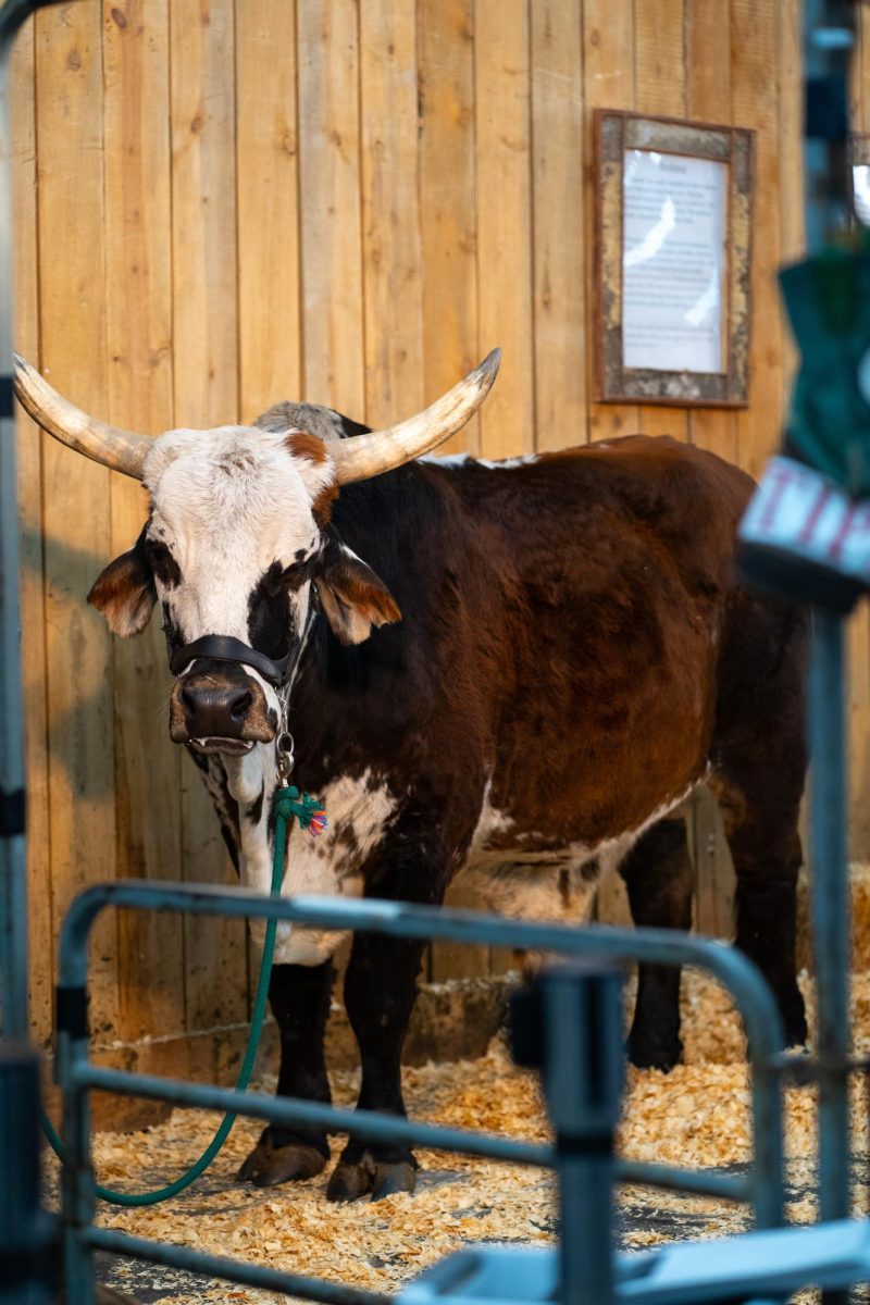 A brown and white cow stands in front of a light-stained wooden wall.