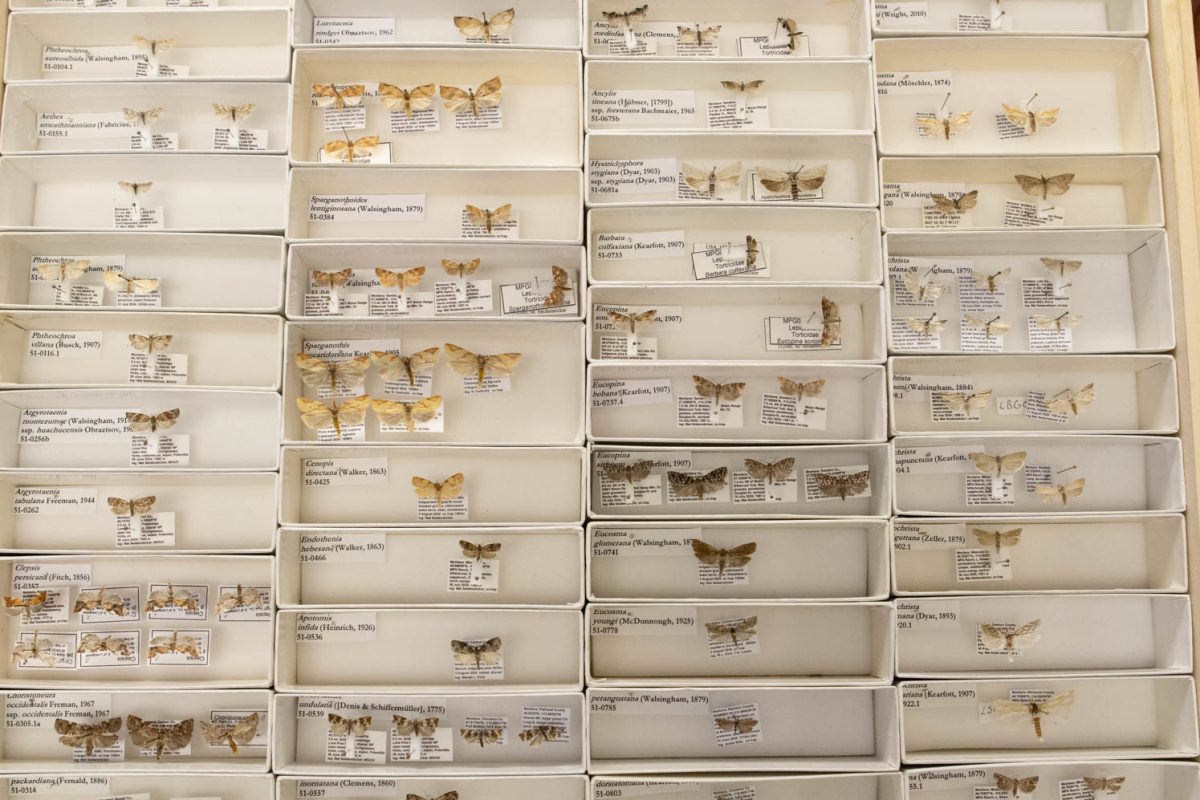 A case of multiple sepcies of moths from Montana are stored in the C. P. Gillette Museum of Arthropod Diversity. The museum is currently working with a Montana non-profit to store and take data on these insects. Jan.24.