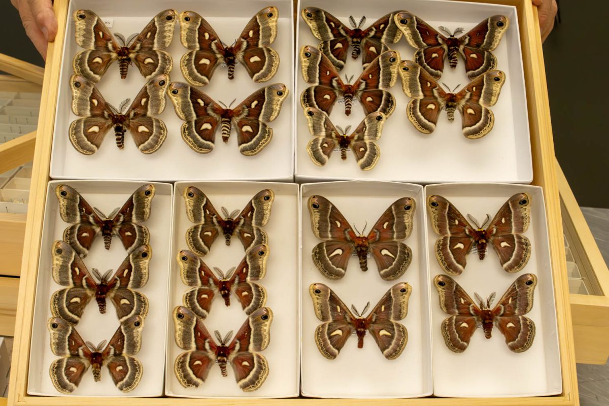 A full case of a large moth species is stored in the C.P. Gillette Museum of Arthropod Diversity Jan. 24.